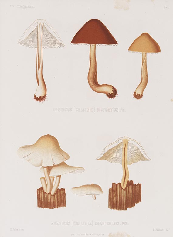 Elias Magnus Fries - Icones selectae Hymenomycetum nondum delineatorum. 2 Bde. in 18 Lieferungen - 