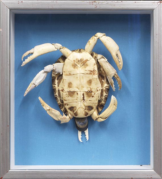 Athena Vida - Testuda Crustacea - Frame image