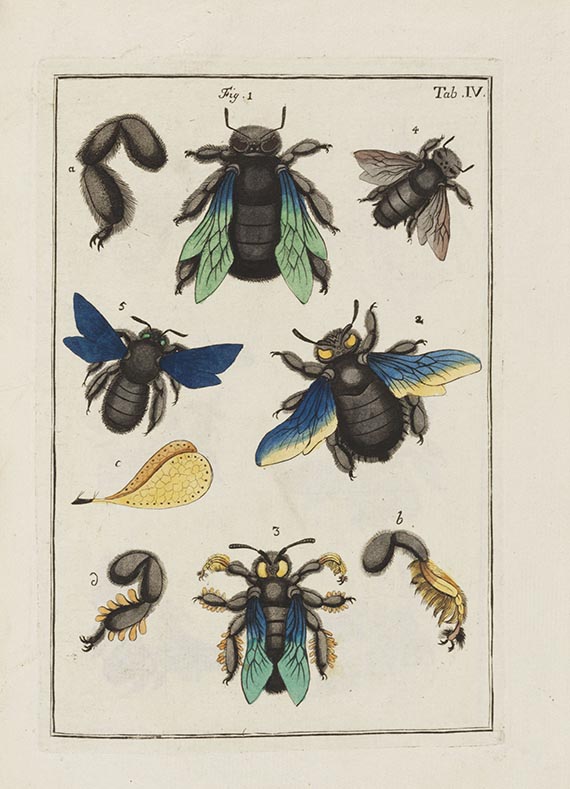 Johann Ludwig Christ - Naturgeschichte, Klassification und Nomenclatur der Insekten - 