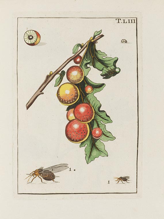 Johann Ludwig Christ - Naturgeschichte, Klassification und Nomenclatur der Insekten - 