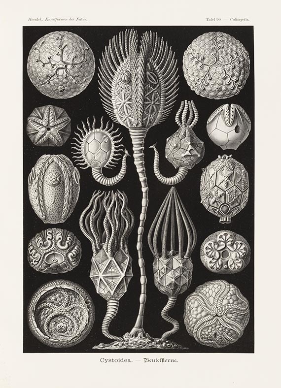 Ernst Haeckel - Kunstformen der Natur. 3 Bände