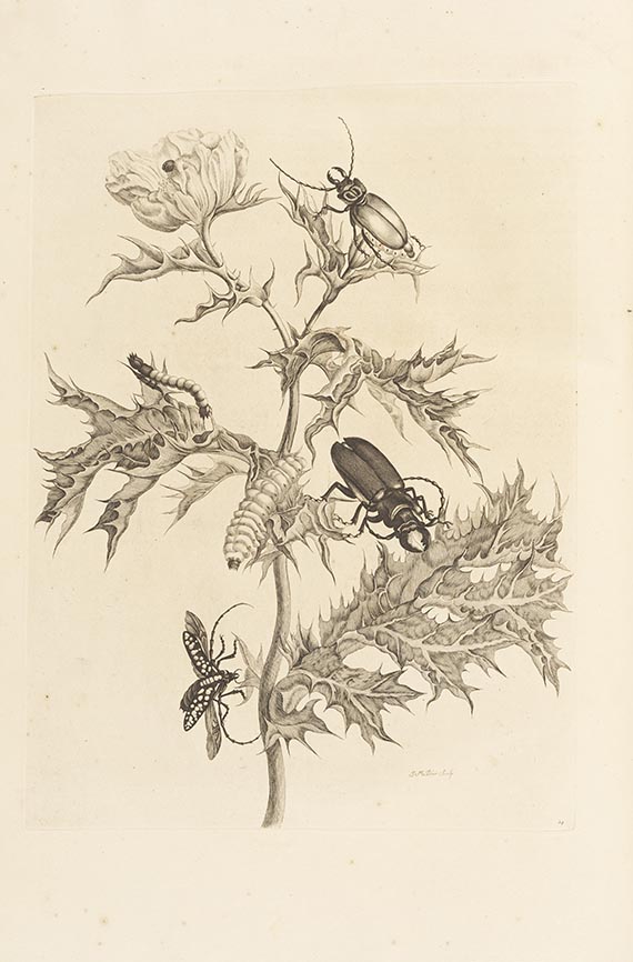 Maria Sibylla Merian - Surinaamsche Insecten (&) Europische Insecten - 