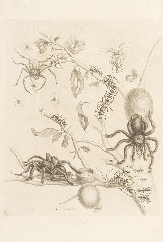 Maria Sibylla Merian - Surinaamsche Insecten (&) Europische Insecten - 