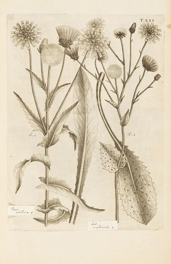 Carlo Allioni - Flora Pedemontana