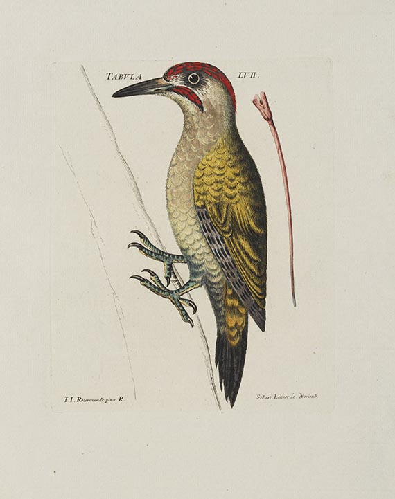 Jacob Christian Schaeffer - Elementa ornithologica iconibus vivis coloribus expressis illustrata - 