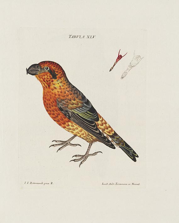 Jacob Christian Schaeffer - Elementa ornithologica iconibus vivis coloribus expressis illustrata - 