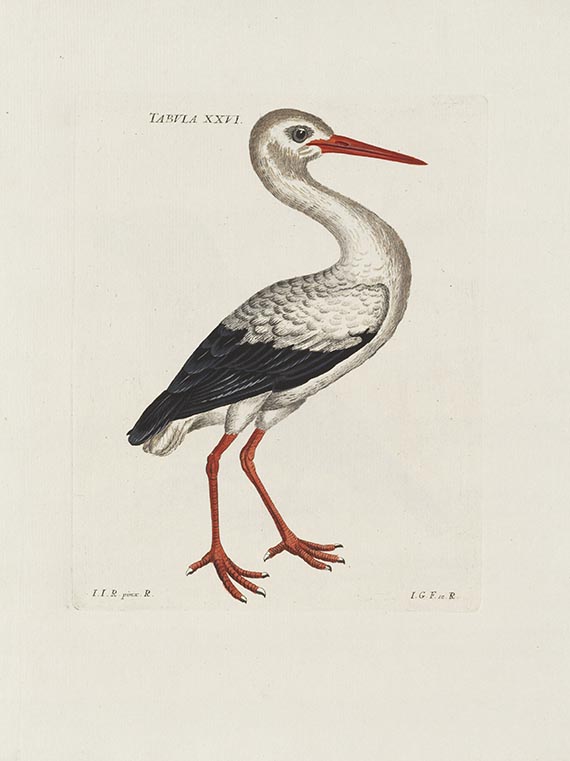 Jacob Christian Schaeffer - Elementa ornithologica iconibus vivis coloribus expressis illustrata - 