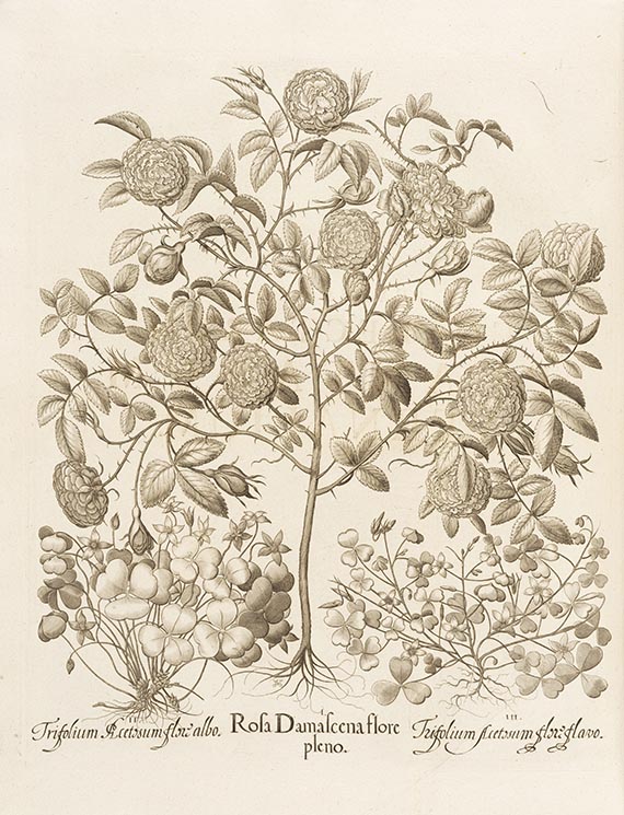 Basilius Besler - Hortus Eystettensis. 2 Bände - 