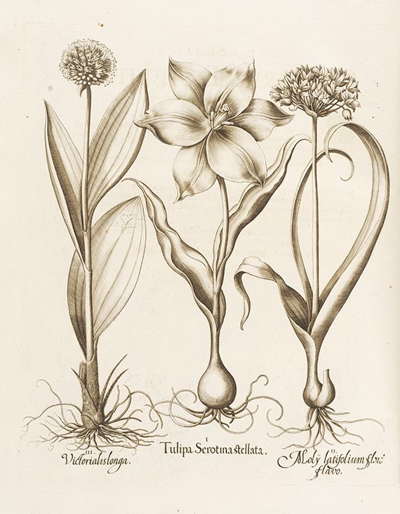 Basilius Besler - Hortus Eystettensis. 2 Bände - 
